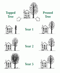 008-figure-pruning-comparison