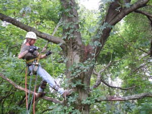 fixing the oak tree_1830